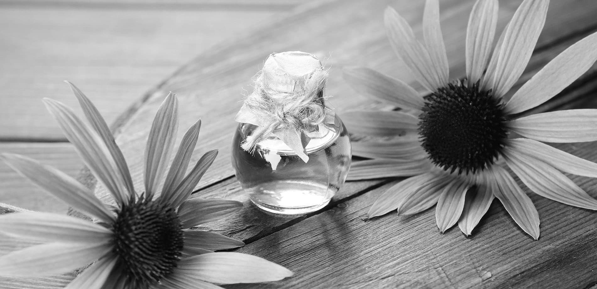 Echinacea purpurea black